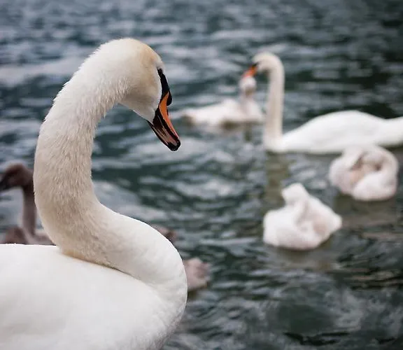 Loft Am Appartamento Hallstatt